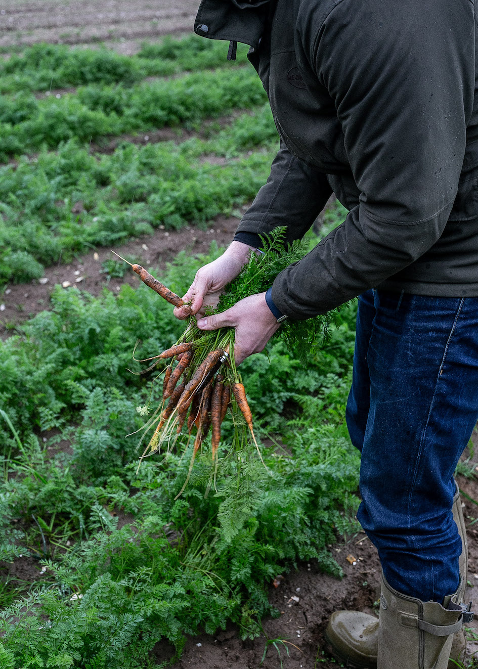 British Organic Carrots