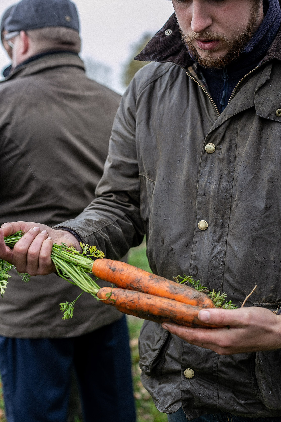 British Organic Carrots