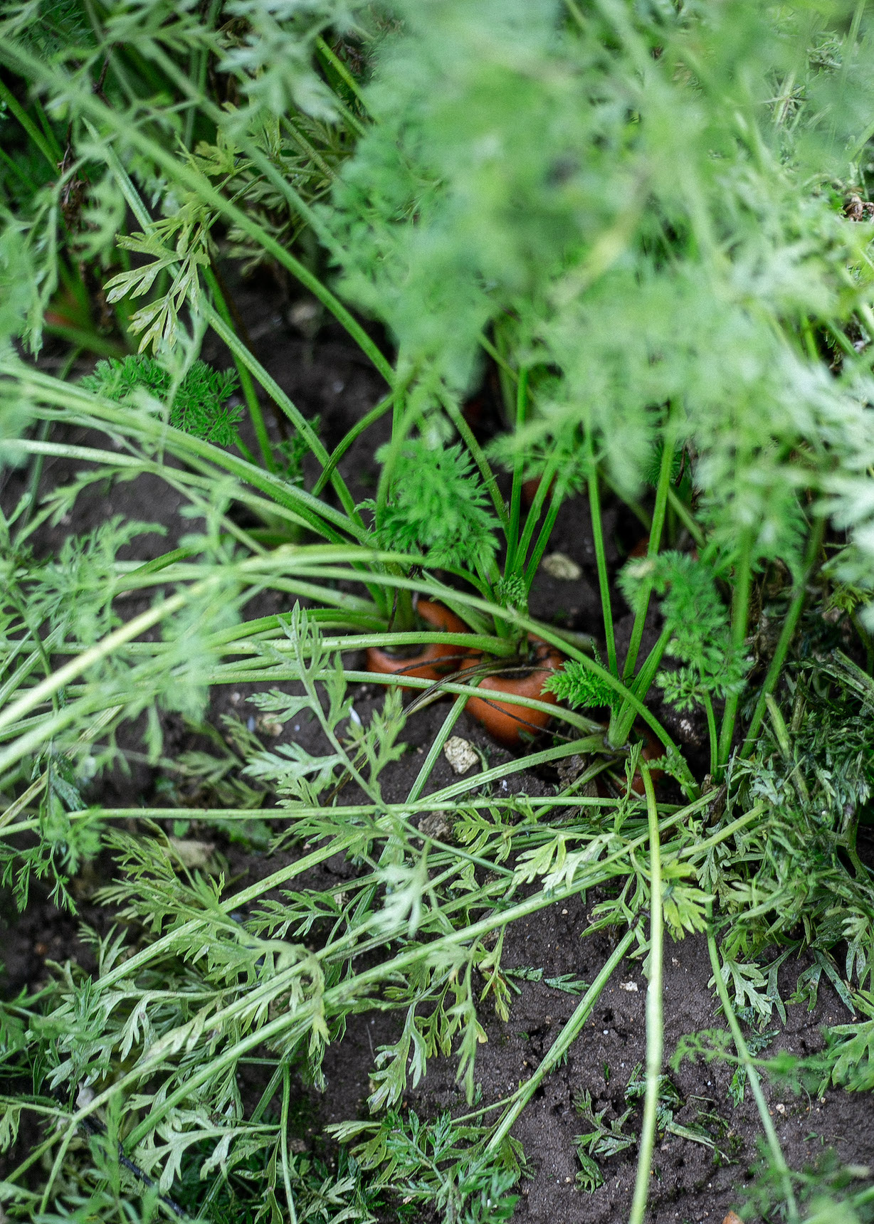 British Organic Carrots