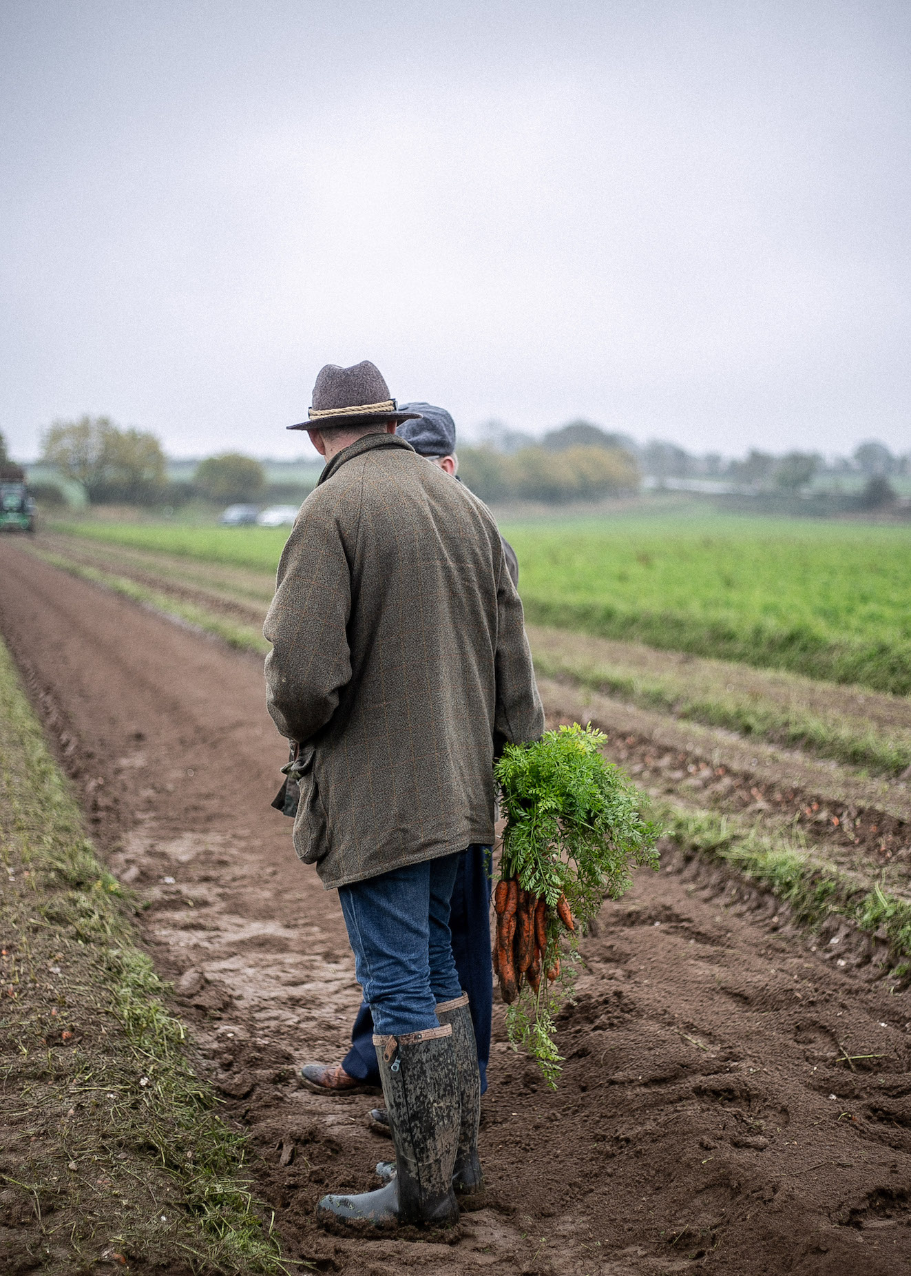 British Organic Carrots