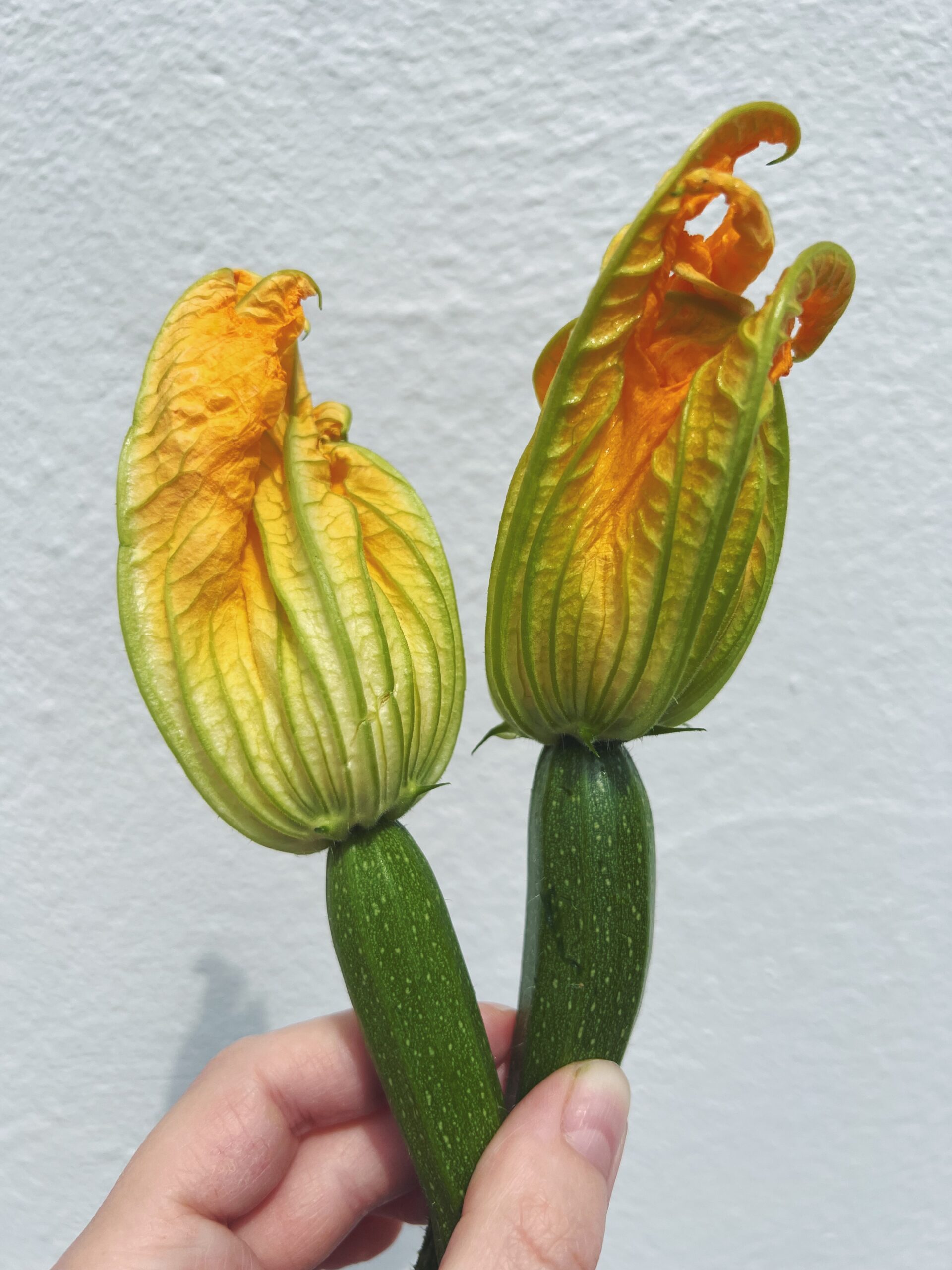 Courgette flowers freshly picked from garden